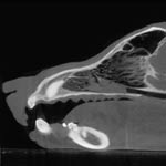 MPR of a dog scan. FIDEX scan. Feldkamp reconstruc-tion.